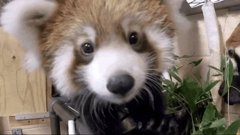red panda mkehome GIF by Mi...