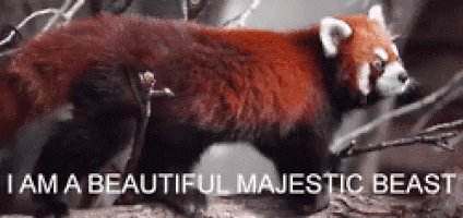 Red Panda Majestic GIF