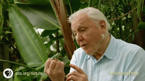 Frogs David Attenborough GIF