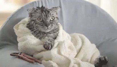 Cold Cat GIF