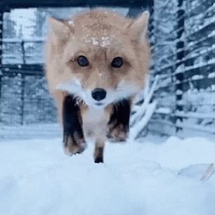 Fox Bite GIF