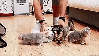 Cats Kittens GIF