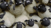 Flock Sheep GIF