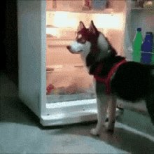 Husky Fridge GIF