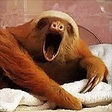 Sloth yawning
