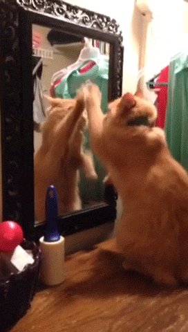 cat mirror GIF