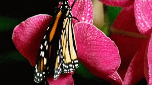 Spring Time Flowers GIF