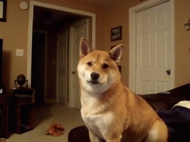 Shiba Tilt GIF