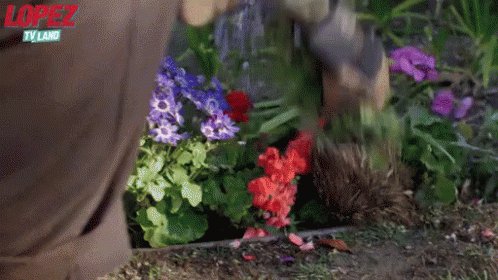 Pulling Flowers GIF