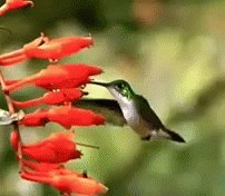 Hummingbird GIF