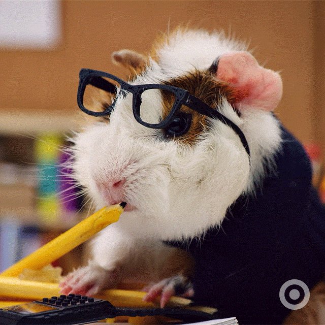 A white guinea pig with bro...