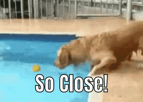 Dog So Close GIF