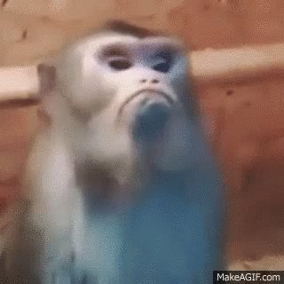 Pissed Monkey GIF