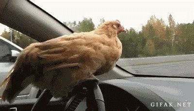 Chickens Funny GIF