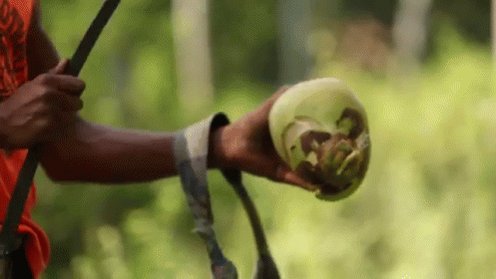 Fresh Coconut GIF