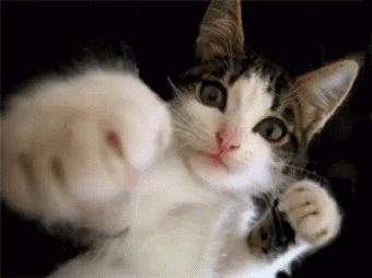 Hit Kitten GIF