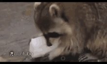 Cottoncandy Racoon GIF