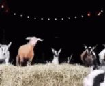 Goats GIF