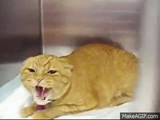 This Very Angry Cat 😾 : r/angrycats