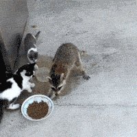 racoon GIF