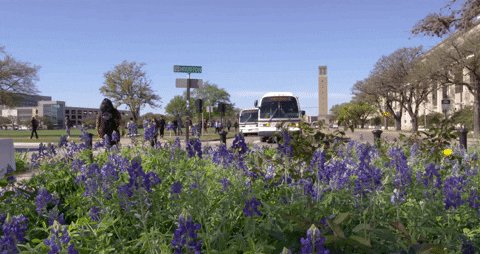 texas am college GIF by Tex...