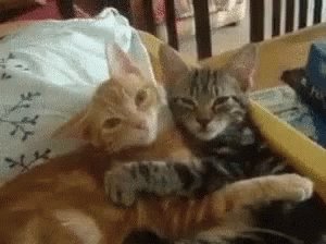 Cats Snuggle GIF
