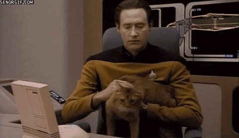 star trek cat GIF by Cheezburger