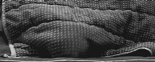 Cat Kitten GIF