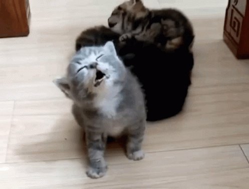 Cat Sleep GIF