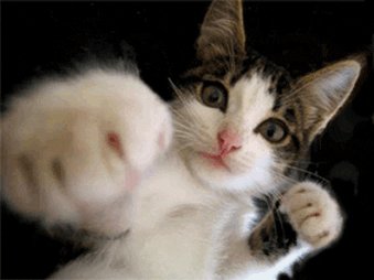 funny cat GIF