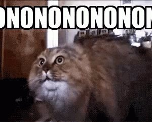 Cat No No No GIF