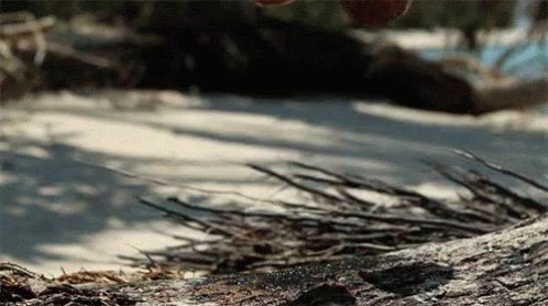 Coconut GIF