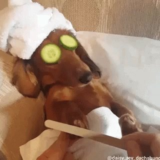 Dachshund Dog GIF