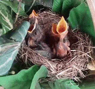 Baby Birds Hungry GIF