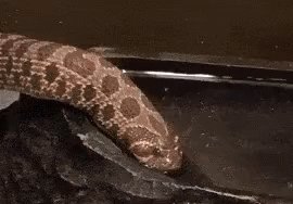 Snake Test GIF