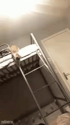 Cat Fall GIF