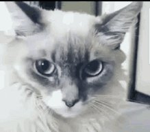 Afraid Cat GIF