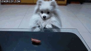 dog taking GIF by Cheezburger