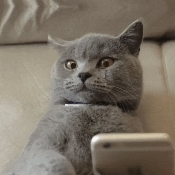 Кот с телефоном мем