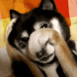 Gif of dog covering its fac...