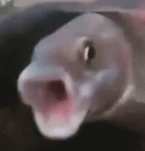 Pog Fish Mouth Open GIF