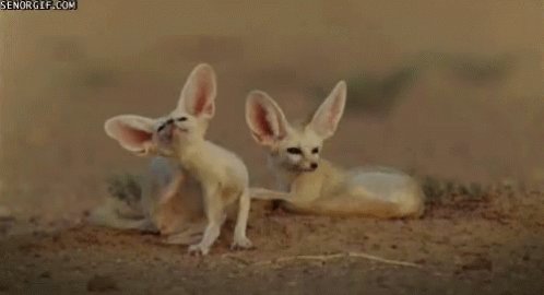 Fennec Fox GIF