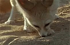 Fennecfox Eat GIF