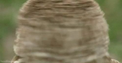Owl Bird GIF