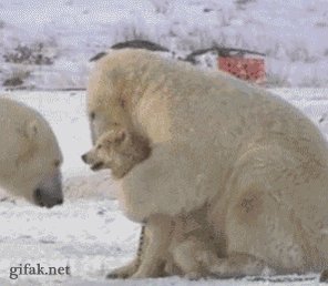 dog bears GIF