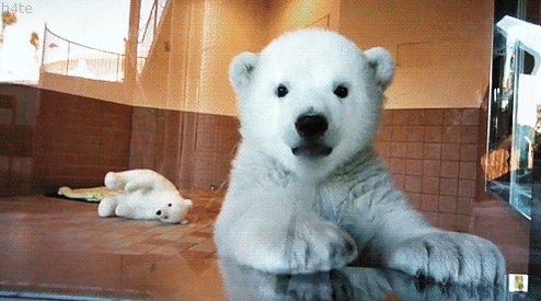 Polar Bear Wave GIF