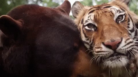 bear friendship GIF
