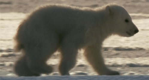 Polar Bear GIF