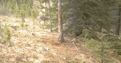 bear running GIF