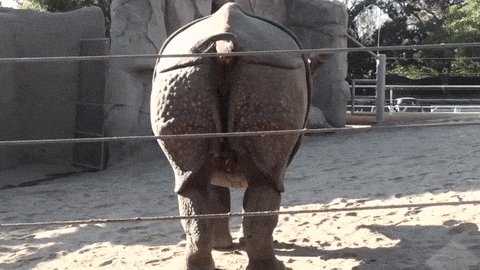 rhino pooping GIF